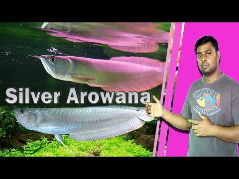 The silver arowana, also known as the osteoglossum bicirrhosum