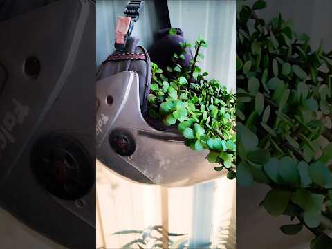 Is jade plant good for home? Is jade plant really lucky? #shorts #short #shortvideo #youtubeshorts