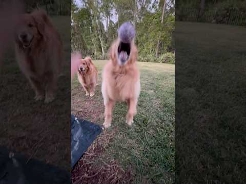 AIRBUD #fyp #dog #jump #goldenretriever #golden #trending #viral #jump #airbud #dogshorts #doglife