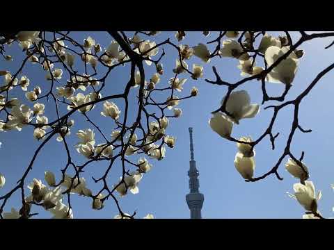 木蓮の花　舞う　✿　隅田公園　☆　桜橋　2024年　3月11日　Magnolia flower　Asakusa　♬　東京スカイツリー　青空