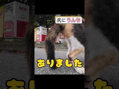 【閲覧注意】ノラ猫にうんちがついていました。 #shorts #猫 #cat