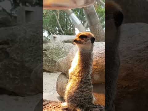 Up Close With A Meerkat!