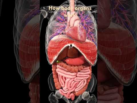 How body organs work 🤔😱🧐 #viralvideo #icu #emergency #shorts #human #body #organ #bodyparts #doctor