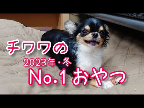 【おやつ】愛犬チワワの最近のお気に入りおやつはこれ！