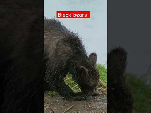 Black bear 🐻 descovery #descovery #bear #youtubeshorts #wildlifesafaris