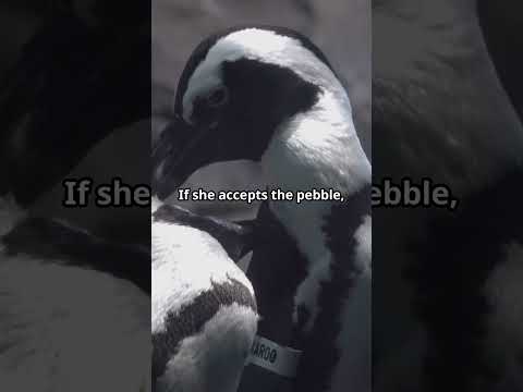 Penguins’ Pebble Gift #facts #animalfacts