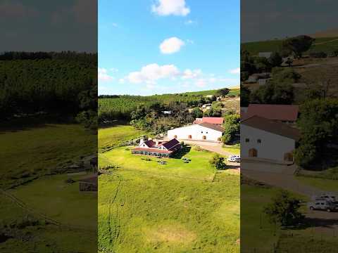 The Wait Is Over: Full Video of This 100-Year-Old Wine Farm in Stellenbosch  #shorts