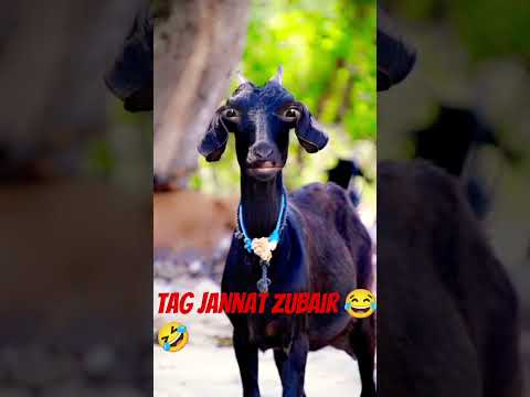 Tag Jannat Zubair Name Wali Funny 😂🤣😝 Video | Shahab Khan Vloger | #comedy #funny #shortfeed #short