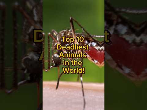 Top 10 Deadliest Animals in the World | Most Dangerous Creatures Ever