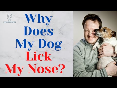 Why Does My Dog Lick My Nose?