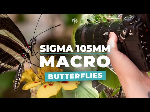 Sigma 105mm Macro Lens Review