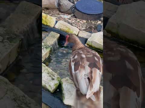 Muscovy Ducks Playing in Pond Waterfall | Raising Muscovy Ducks