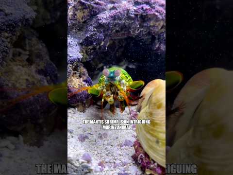 Mantis Shrimp | Sea's Colorful Hunter