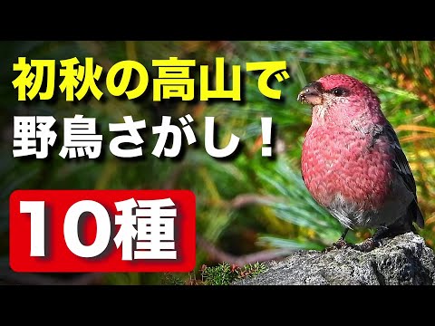 秘境で生きる野鳥たちの姿を観察してみよう！