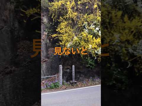 大きな岩！実はこれ〇〇の足跡？ #岩 #群馬県  #神流町