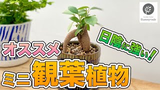 【 おすすめ観葉植物 】冬を彩るインテリア#25