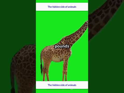 Giraffe Facts in 60 Seconds!