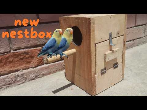 Lovebirds ka nestbox laga dia🏠🦜||New nestbox for lovebirds