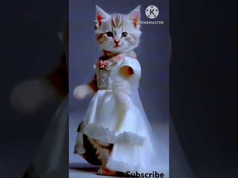 cat love status video #love #youtubeshorts #funny #viralshorts