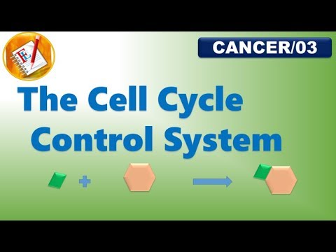 The Cell Cycle Control System (Growth factors, cyclins and cdks) (FL-Cancer/03)