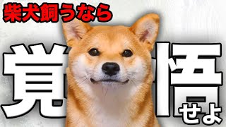 【解説】迎える前に1度見て！柴犬の魅力や注意点について教えます！