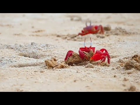 Red Crabs building home under the sand #comedy#viral