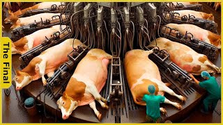 The Horrifying Truth Inside The World's Largest COW Processing Factory | Food Factory