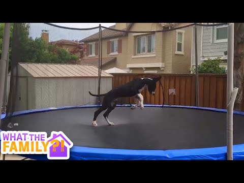 Great Great Danes | The Biggest, Most Loveable Dogs On The Planet!