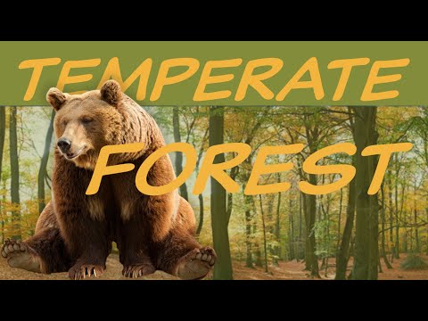 Explore the TEMPERATE FOREST Biome 🍁Nature Ecology & Environment