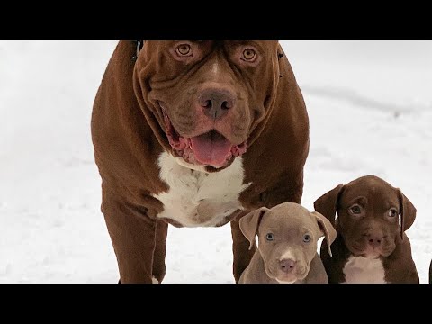 Hulk and his daughters playing outside