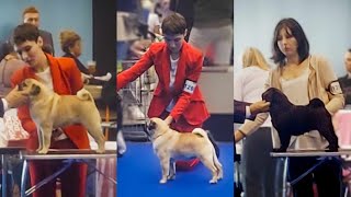 WORLD DOG SHOW | GENEVA | PUG | LE VAL DE L'ENCHANTEUR