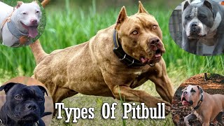 Types of PITBULL Breeds that are Popular Today | Pitbull Types