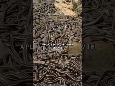 The Island With 4000 Venomous Snakes