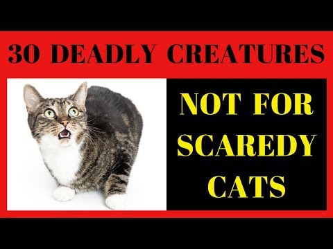 30 Top Deadly Creatures - Animals that bring quick and painful death!🕷🐊🦁🐍🐙🦂🐘