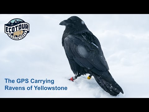 The GPS Carrying Ravens of Yellowstone