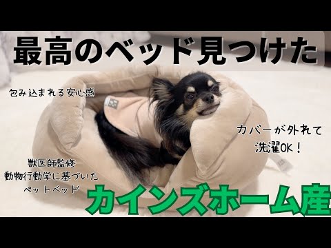 【カインズ】最高のペットベッド見つけたよ🐶