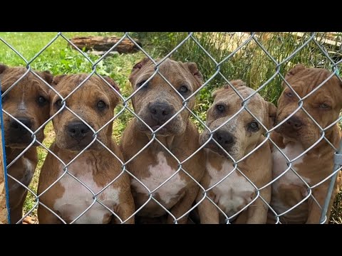 The cutest bunch of little teddy bear puppies 🥰