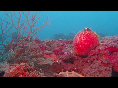 09082020 巧遇海蘋果是必然 - Lynn