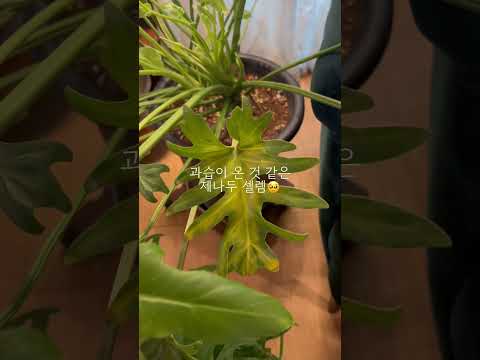 더운 여름철 과습이 온 제나두셀렘 #plant