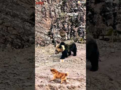 "Grizzly Bear vs Dogs: Who Wins?" #youtubevideos #animals #bear #dog