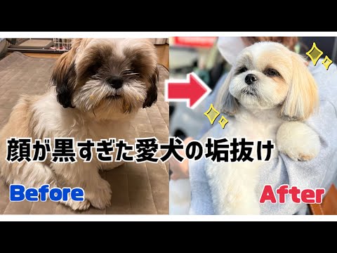 【衝撃のビフォーアフター】まるで別犬！シーズーの毛色変化