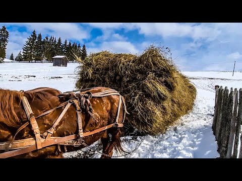 Incarcat si descarcat fan iarna in Bucovina