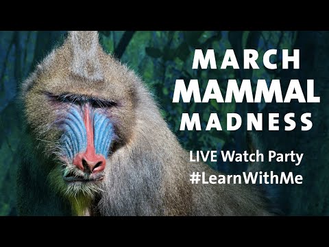 March Mammal Madness Museum Tour