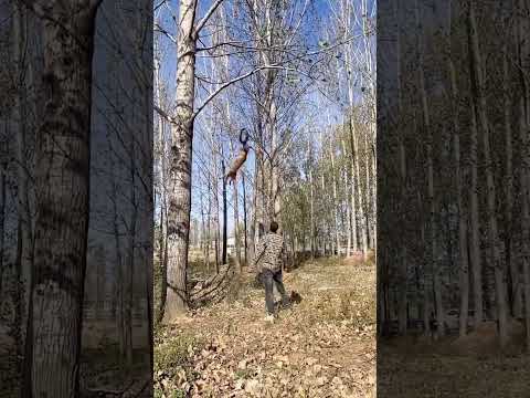 Belgian malinois jump training #smartdogs