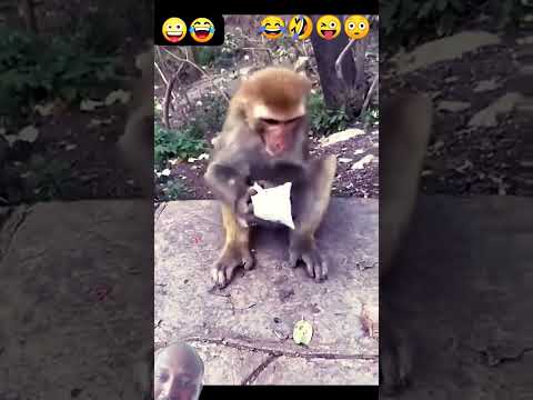 #monkey #funny #comedy #reels #yt_shorts #views #trending 🤣🤣😂😂😜😜😳👌👌👍👍💓💓💓