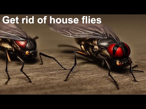 The Secret to Eliminating Pesky Houseflies #natural #safetyathome #facts #tipsandtricks #viral