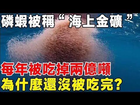 磷蝦被稱為“海上金礦”，每年被吃掉兩億噸，為什麼還沒被吃完？#科普頻道 #科普