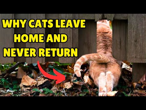 Why Do Cats Leave From Home And Never Return?