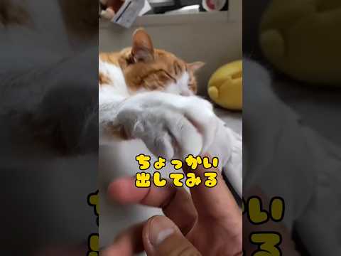 【フル無視】何をしても起きない最強猫。 #shorts #猫 #cat