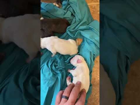 American pitbull puppies. newborn